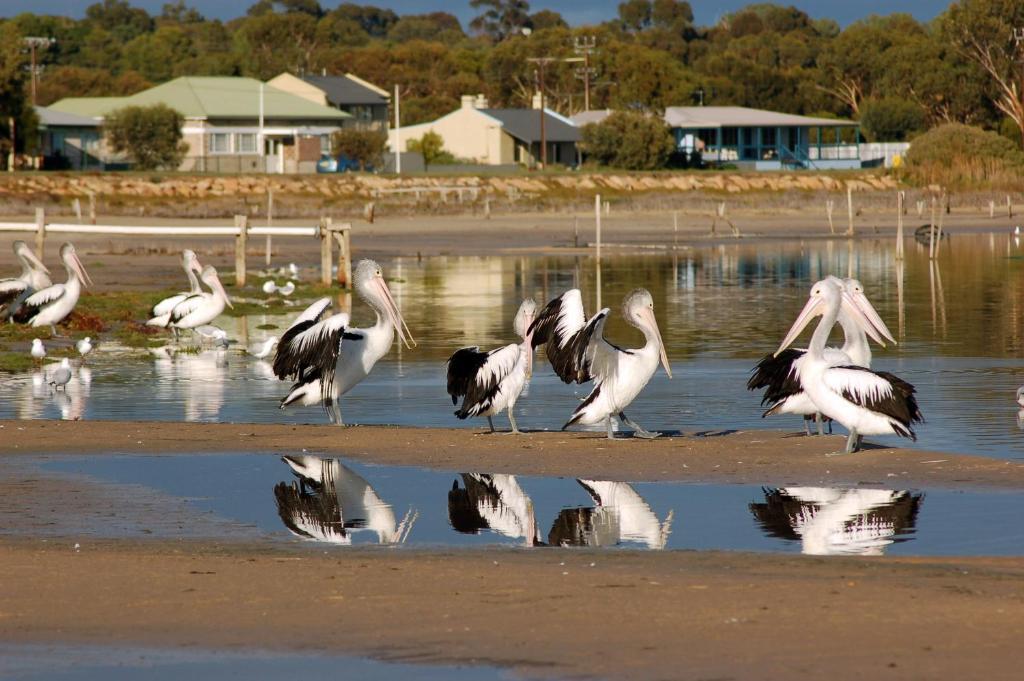 Meningie Waterfront Motel Exterior foto